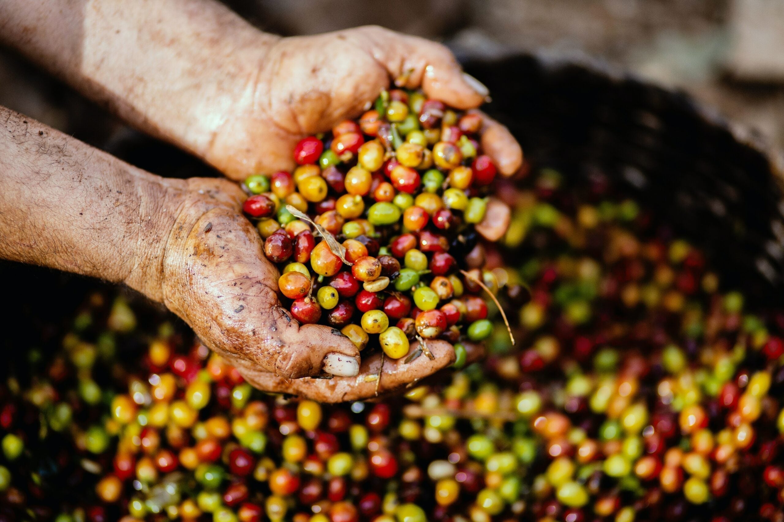 Duurzame Italiaanse koffie: het engagement van Bazzara